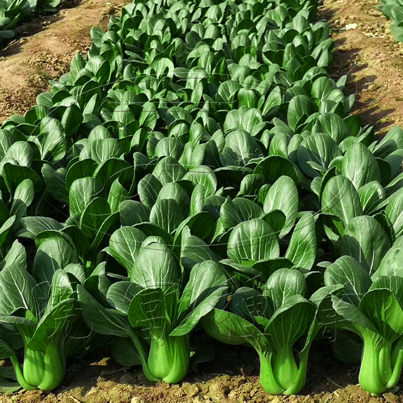 1602150565378313.jpg 04.jpg